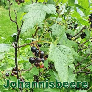 Johannisbeere