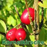 Futterpflanze: Kornelkirsche (Cornus mas)
