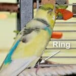 Geschlossener Ring