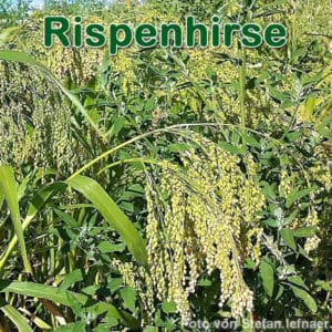 Rispenhirse