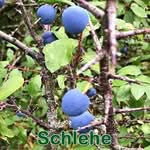 Sträucher: Schlehe bzw. Schwarzdorn (Prunus spinosa)