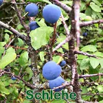 Sträucher: Schlehe bzw. Schwarzdorn (Prunus spinosa)