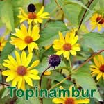 Futterpflanze: Topinambur (Helianthus tuberosus)