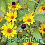 Futterpflanze: Topinambur (Helianthus tuberosus)
