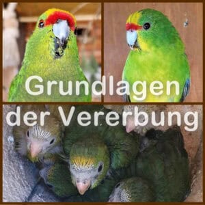 Grundlagen der Vererbung