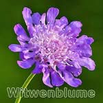 Futterpflanze: Witwenblume (Knautia spec.)