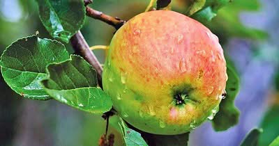 Apfel als Frischfutter