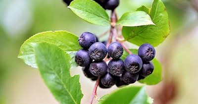 Apfelbeere als Frischfutter