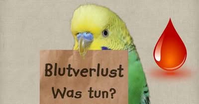 Blutverlust - Was tun?
