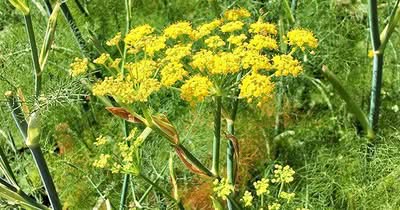 Fenchel
