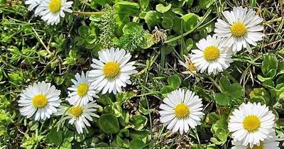 Gänseblümchen als Futterpflanze