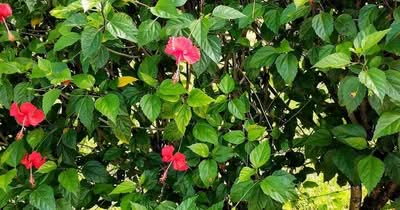 Hibiskus als Futterpflanze