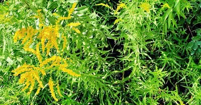 Kanadische Goldrute als Futterpflanze