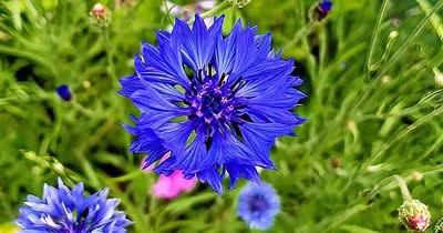 Kornblume als Futterpflanze