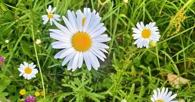 Margerite als Futterpflanze