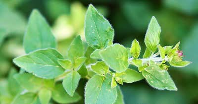 Oregano als Heilpflanze