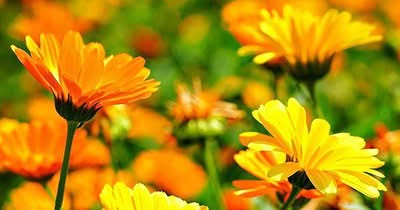 Ringelblume als Futterpflanze