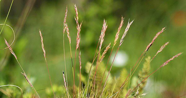 Grser: Schafschwingel | Welli@Home