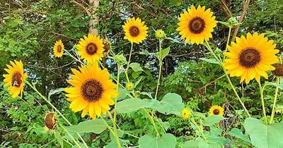 Sonnenblume als Futterpflanze