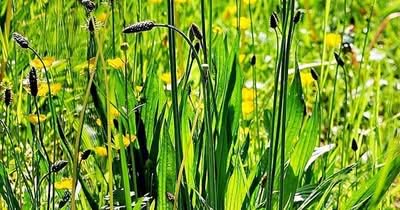 Spitzwegerich als Futterpflanze