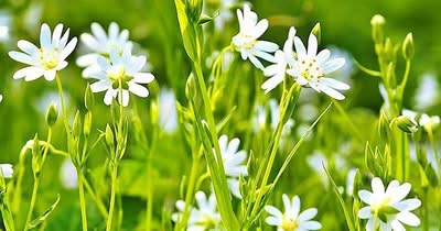 Große Sternmiere als Futterpflanze