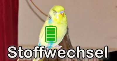 Stoffwechsel