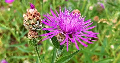 Wiesen-Flockenblume als Futterpflanze