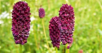 Wiesenknopf als Futterpflanze