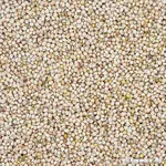 Silberhirse