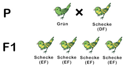 Sittiche DR Dominant-rezessiver Erbgang bei Sittichen