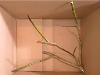 Paket mit verzweigter Weidensitzstange