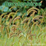 Futterpflanze: Grüne Borstenhirse (Setaria viridis) und die Rote bzw. Fuchsrote Borstenhirse (Setaria pumila)