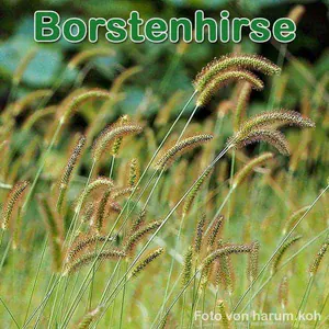 Futterpflanze: Grüne Borstenhirse (Setaria viridis) und die Rote bzw. Fuchsrote Borstenhirse (Setaria pumila)