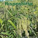 Süßgräser: Rispenhirse (Panicum miliaceum)