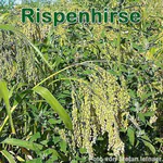 Süßgräser: Rispenhirse (Panicum miliaceum)